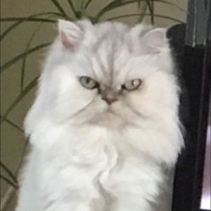 Meet your Posher, Sonia